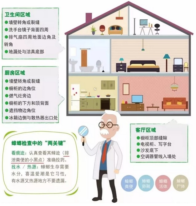 蟑螂有N種死法 但真正靠譜的是這2種